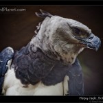 Harpy Eagle, the largest eagle in the world. (c) Harry Kikstra, ExposedPlanet.com