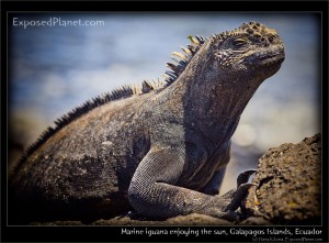 Marine Iguana in the Galapagos Islands, Ecuador. (c) Harry Kikstra, ExposedPlanet.com Marine Iguana in the Galapagos Islands, Ecuador. (c) Harry Kikstra, ExposedPlanet.com